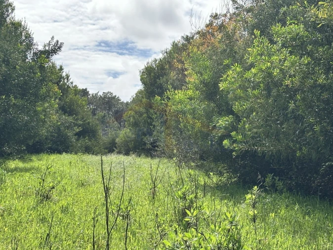 Terreno para Venda em Atouguia da Baleia Foto 6