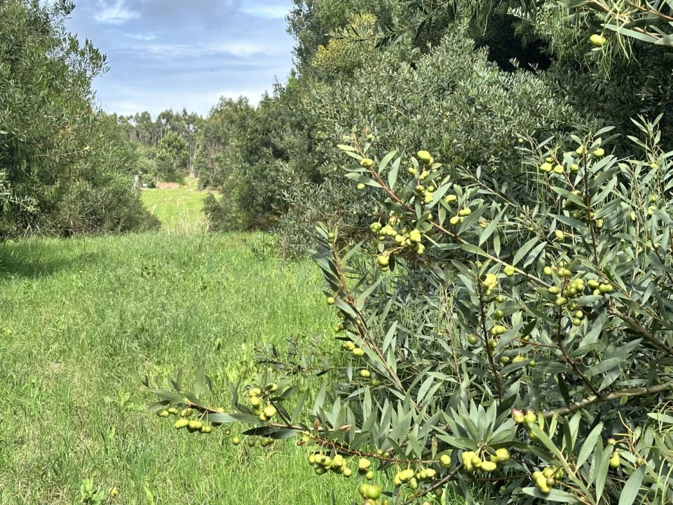 Terreno para Venda em Atouguia da Baleia Foto 19