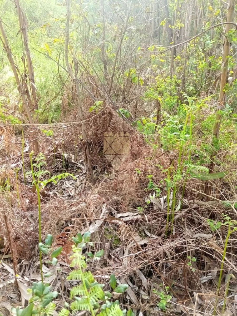 Terreno para Venda em Paço de Sousa Foto 5