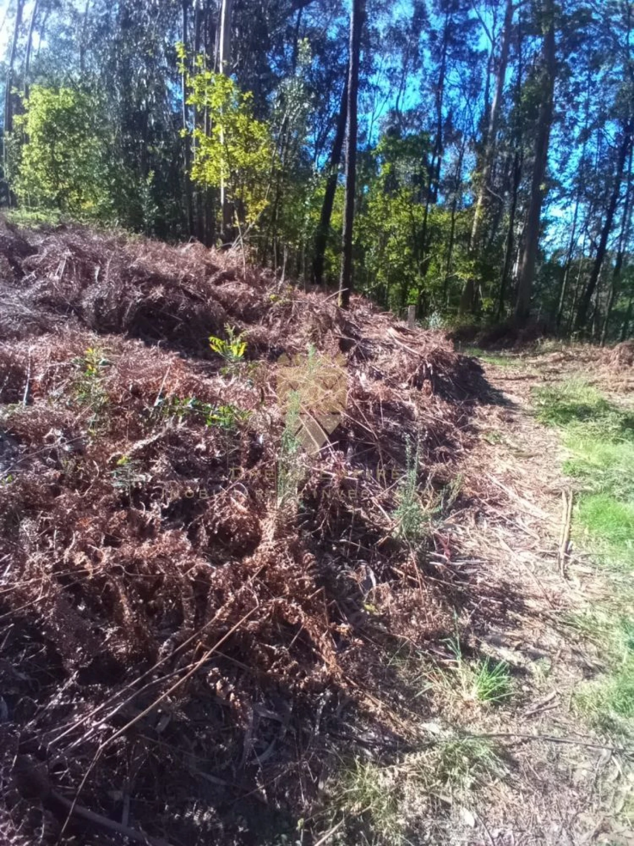 Terreno para Venda em Paço de Sousa Foto 9