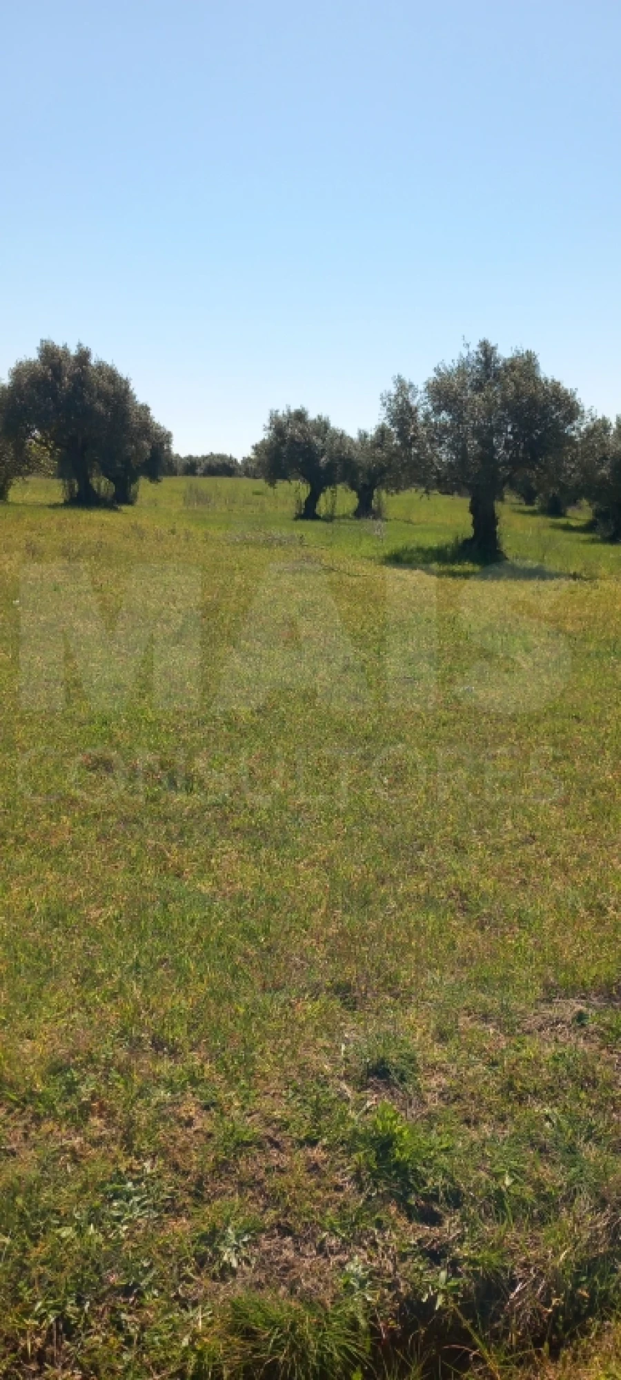 Terreno para Venda em Olaia e Paço Foto 4
