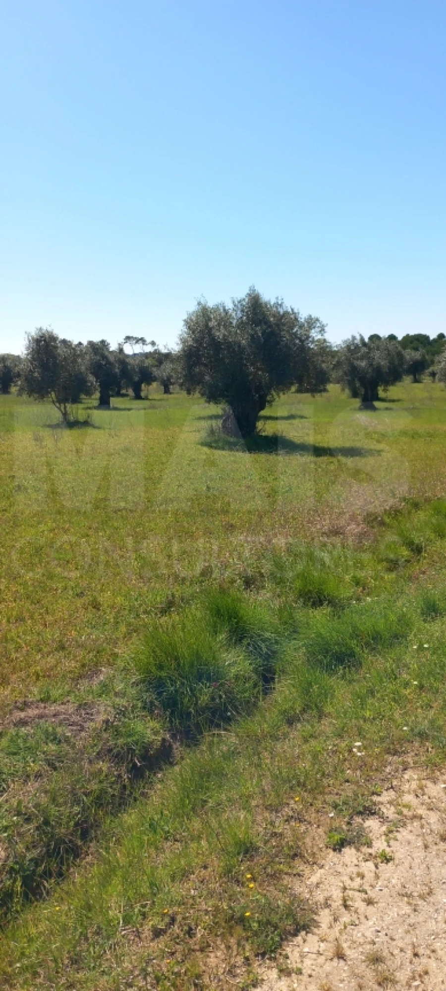 Terreno para Venda em Olaia e Paço Foto 2