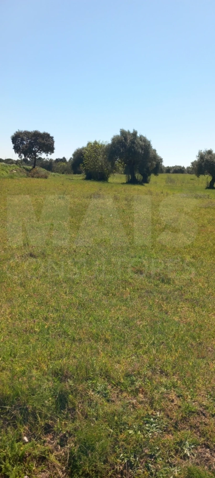 Terreno para Venda em Olaia e Paço Foto 3