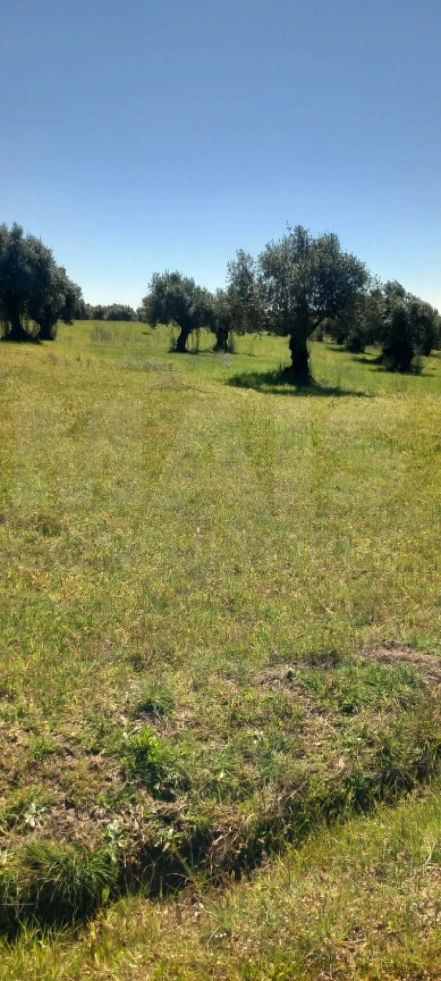 Terreno para Venda em Olaia e Paço