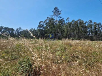 Terreno para Venda em Amor