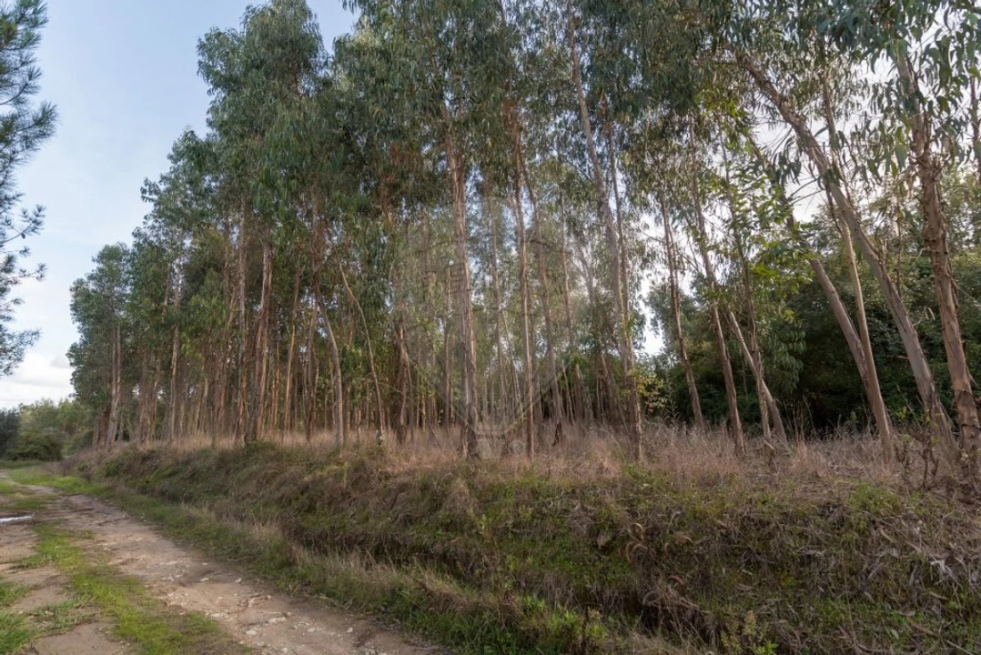 Terreno para Venda em Alhadas Foto 4