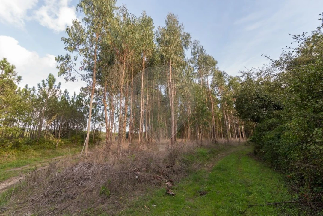 Terreno para Venda em Alhadas Foto 3