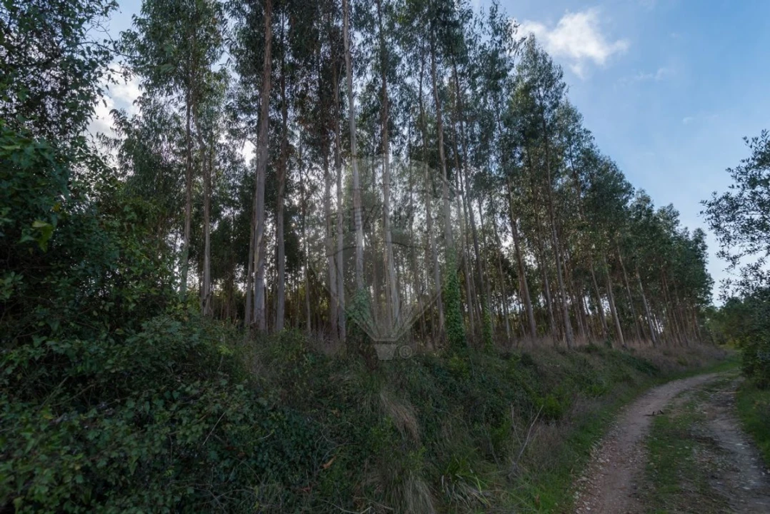 Terreno para Venda em Alhadas Foto 8