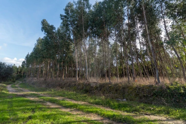 Terreno para Venda em Alhadas Foto 11