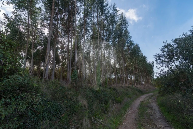 Terreno para Venda em Alhadas Foto 6