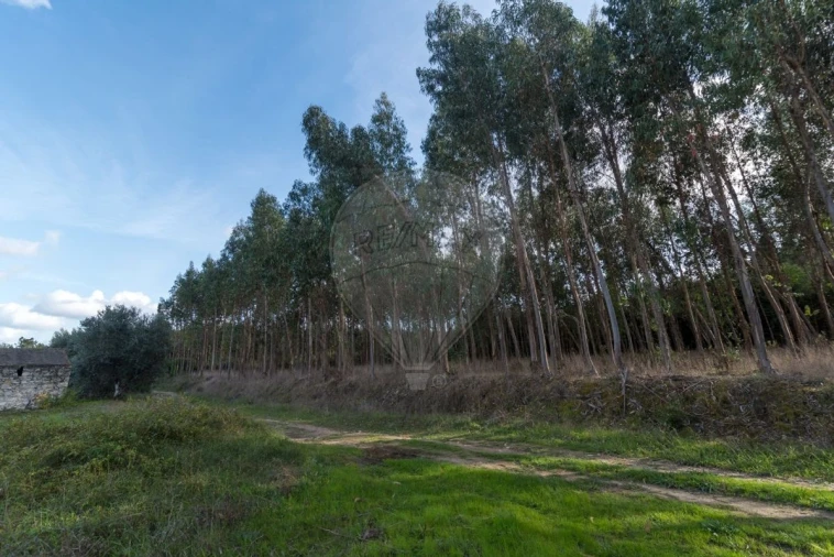 Terreno para Venda em Alhadas Foto 9