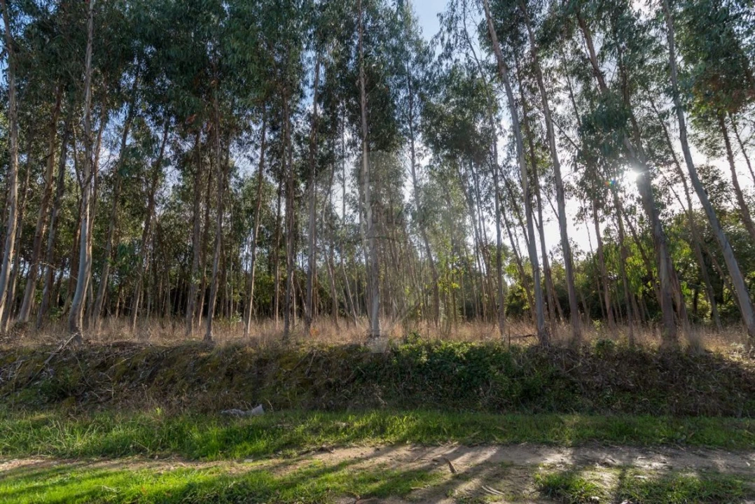 Terreno para Venda em Alhadas Foto 12