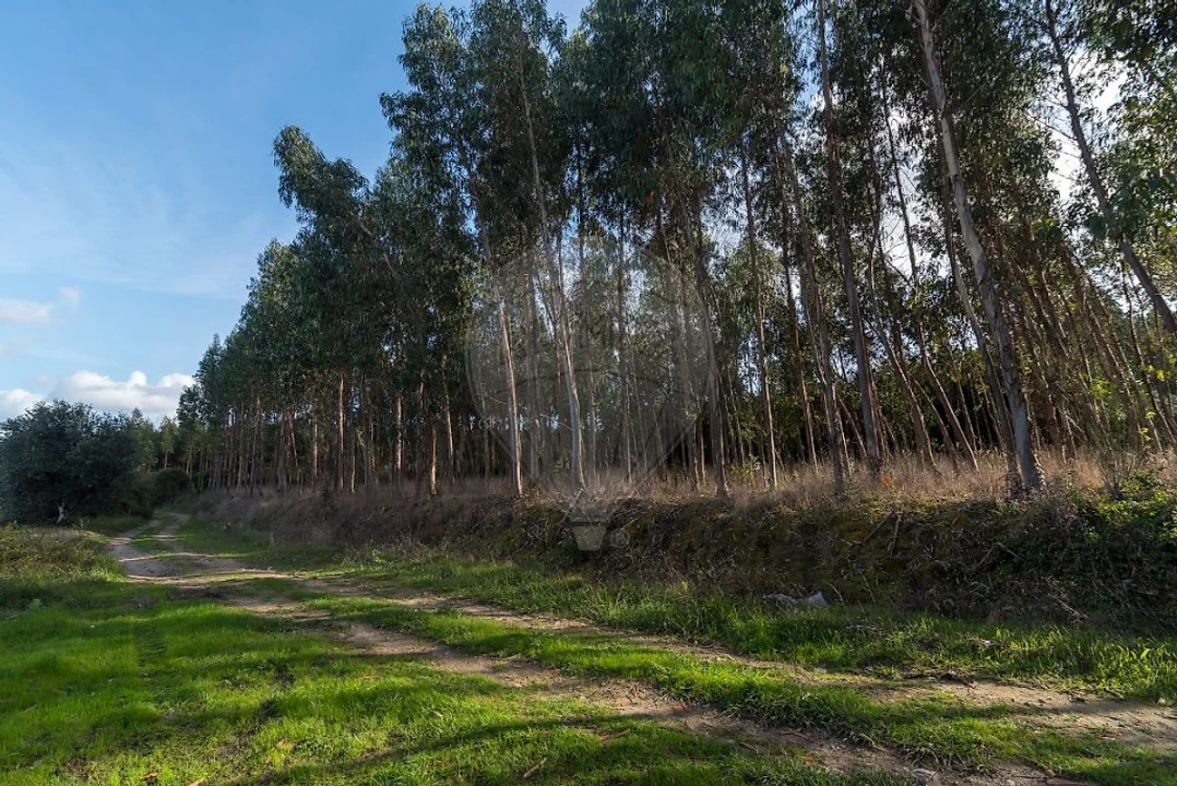 Terreno para Venda em Alhadas Foto 10