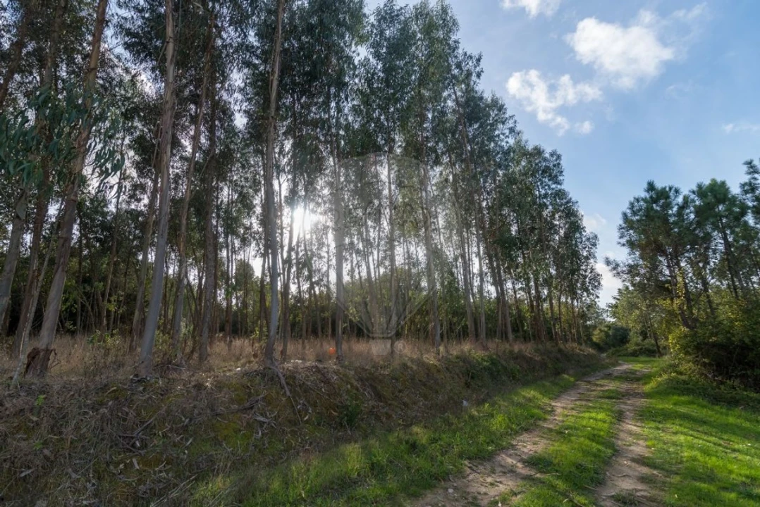 Terreno para Venda em Alhadas Foto 5