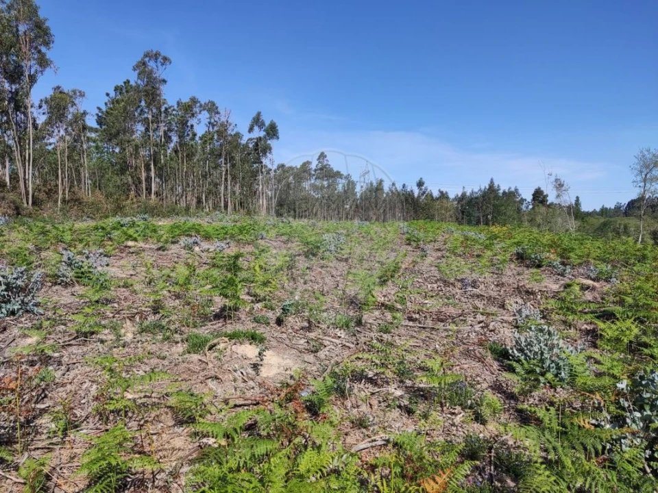 Terreno para Venda em Alhadas Foto 7