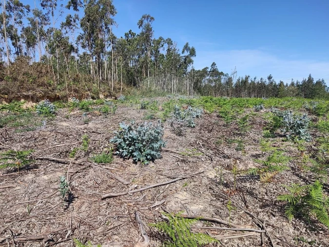 Terreno para Venda em Alhadas Foto 8