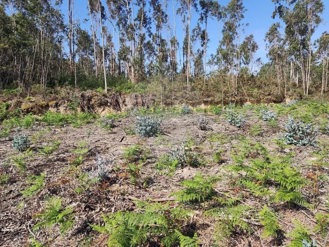 Terreno para Venda em Alhadas Foto 5