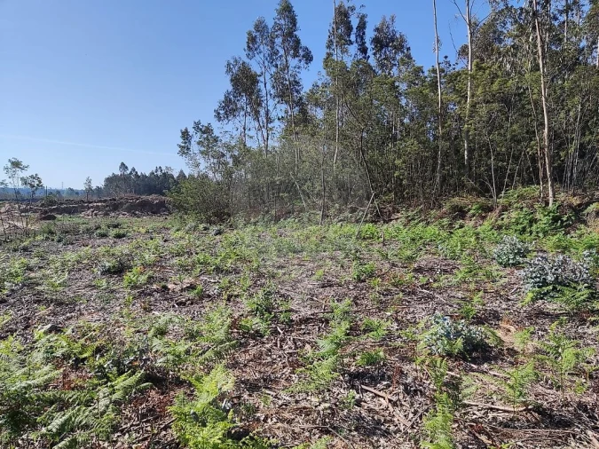 Terreno para Venda em Alhadas Foto 4