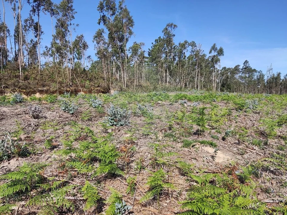 Terreno para Venda em Alhadas Foto 9