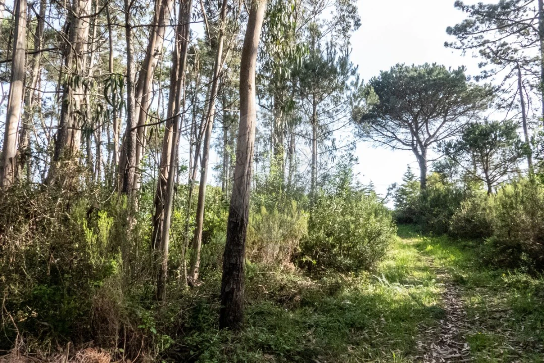 Terreno para Venda em Tavarede Foto 7
