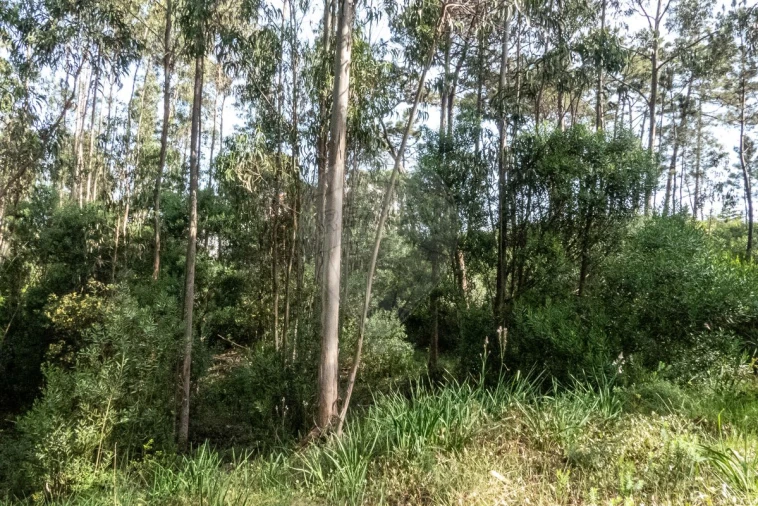 Terreno para Venda em Tavarede Foto 9
