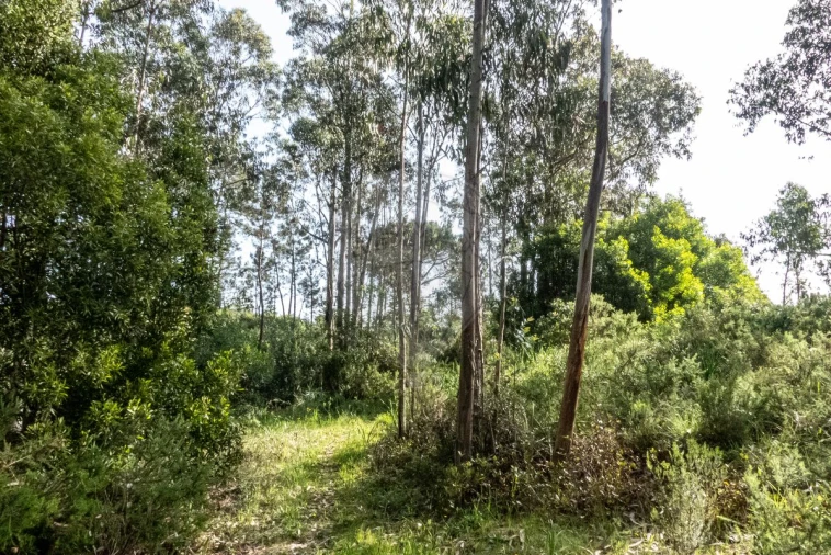 Terreno para Venda em Tavarede Foto 10