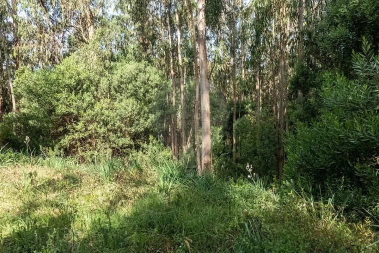 Terreno para Venda em Tavarede Foto 8