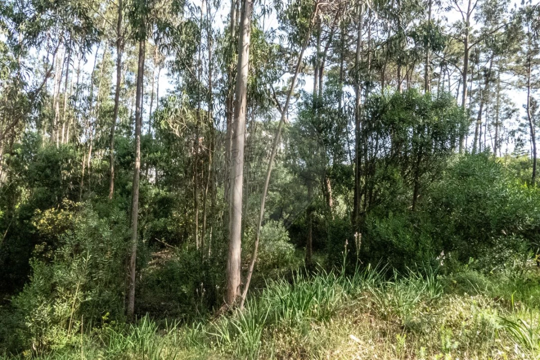 Terreno para Venda em Tavarede Foto 9