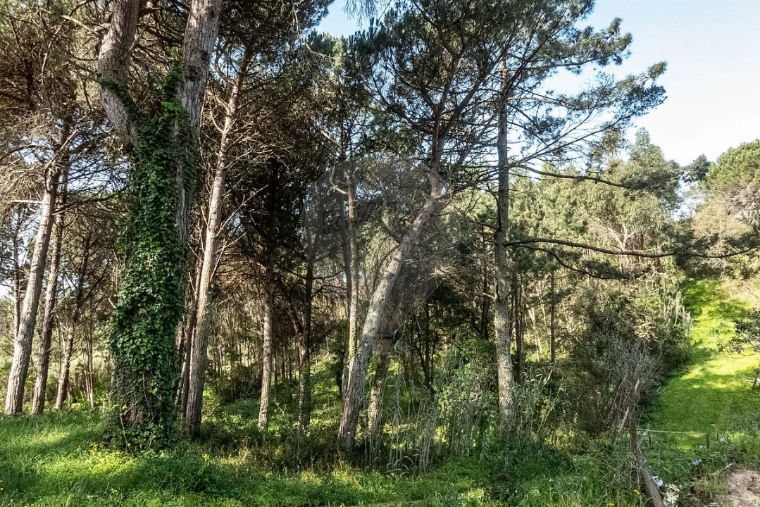 Terreno para Venda em Tavarede Foto 4