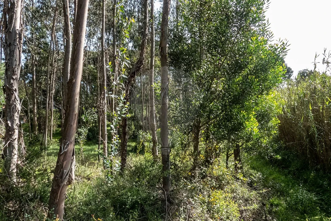 Terreno para Venda em Tavarede Foto 10