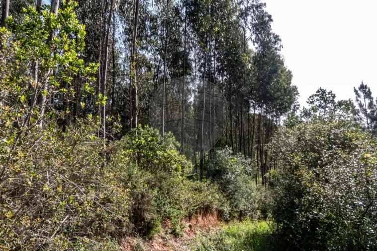 Terreno para Venda em Tavarede Foto 11