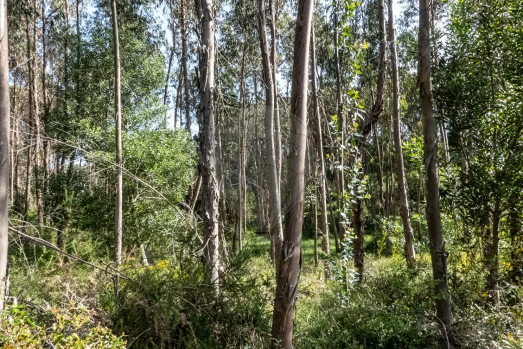 Terreno para Venda em Tavarede Foto 9