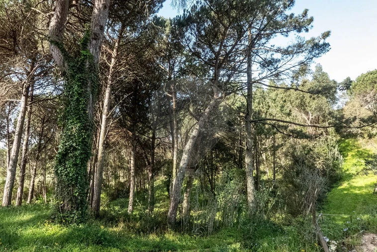 Terreno para Venda em Tavarede Foto 4