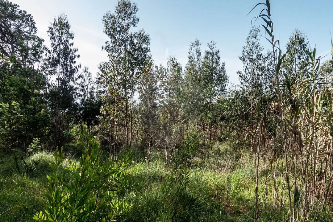 Terreno para Venda em Tavarede Foto 14