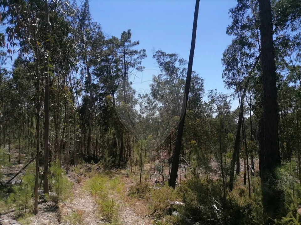 Terreno para Venda em Seixo de Gatões Foto 2