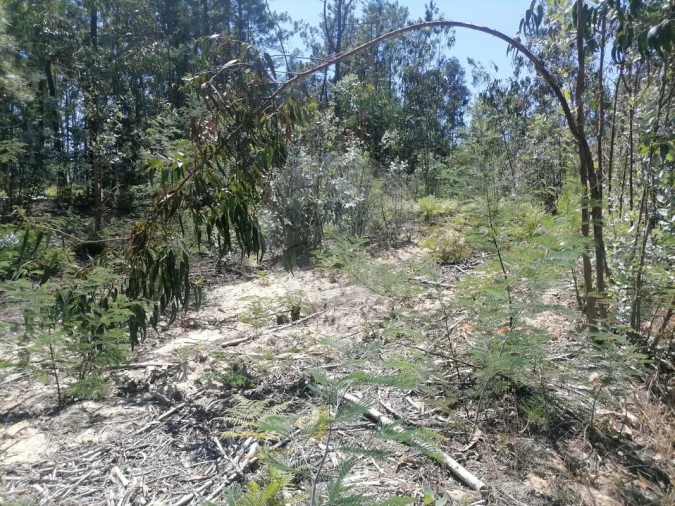 Terreno para Venda em Seixo de Gatões Foto 13