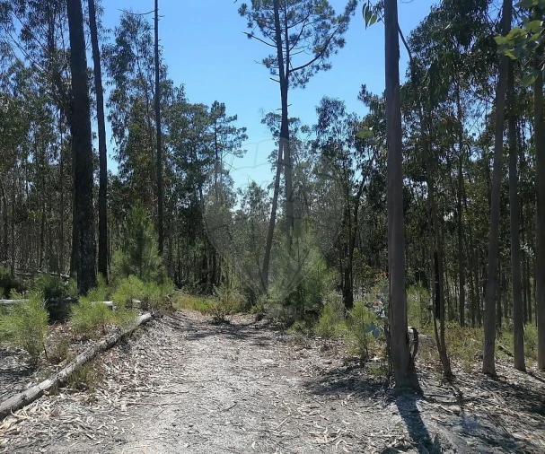 Terreno para Venda em Seixo de Gatões Foto 9