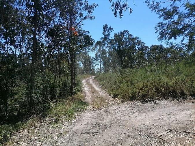 Terreno para Venda em Seixo de Gatões Foto 10
