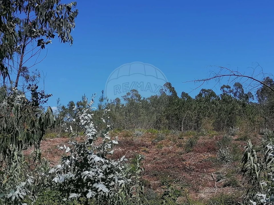 Terreno para Venda em Seixo de Gatões Foto 3