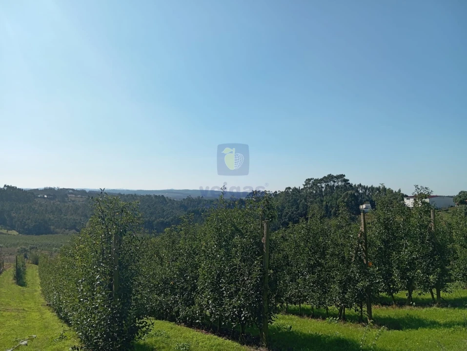 Terreno para Venda em Carvalhal Benfeito Foto 10