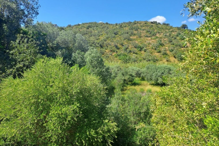 Terreno para Venda em Alcoutim e Pereiro Foto 2