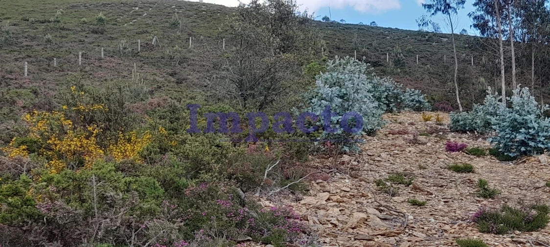 Terreno para Venda em Milheiros de Poiares Foto 6