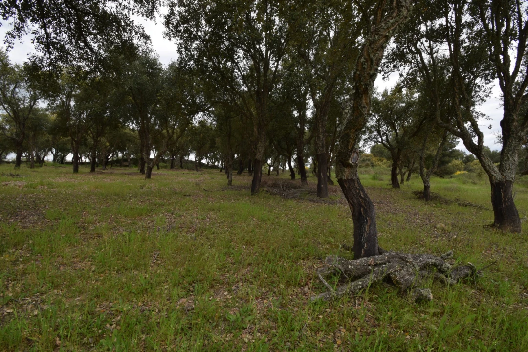 Quinta T0 para Venda em Castelo Branco Foto 26