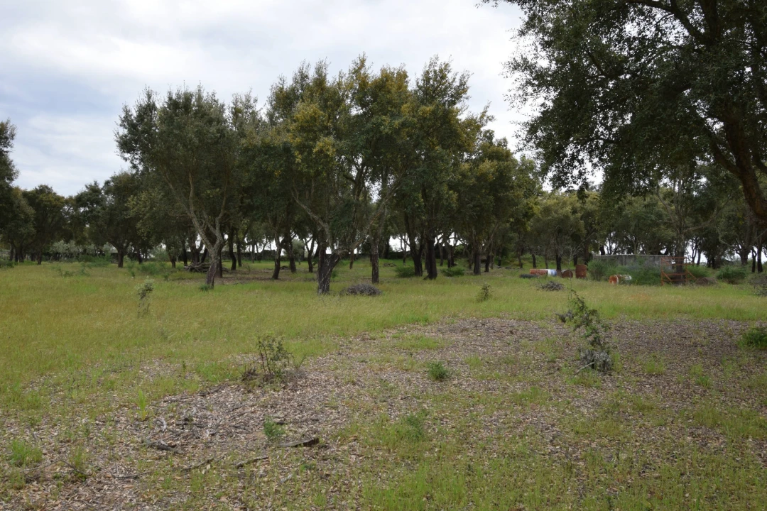 Quinta T0 para Venda em Castelo Branco Foto 24
