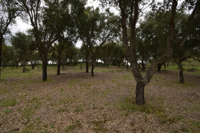 Quinta T0 para Venda em Castelo Branco