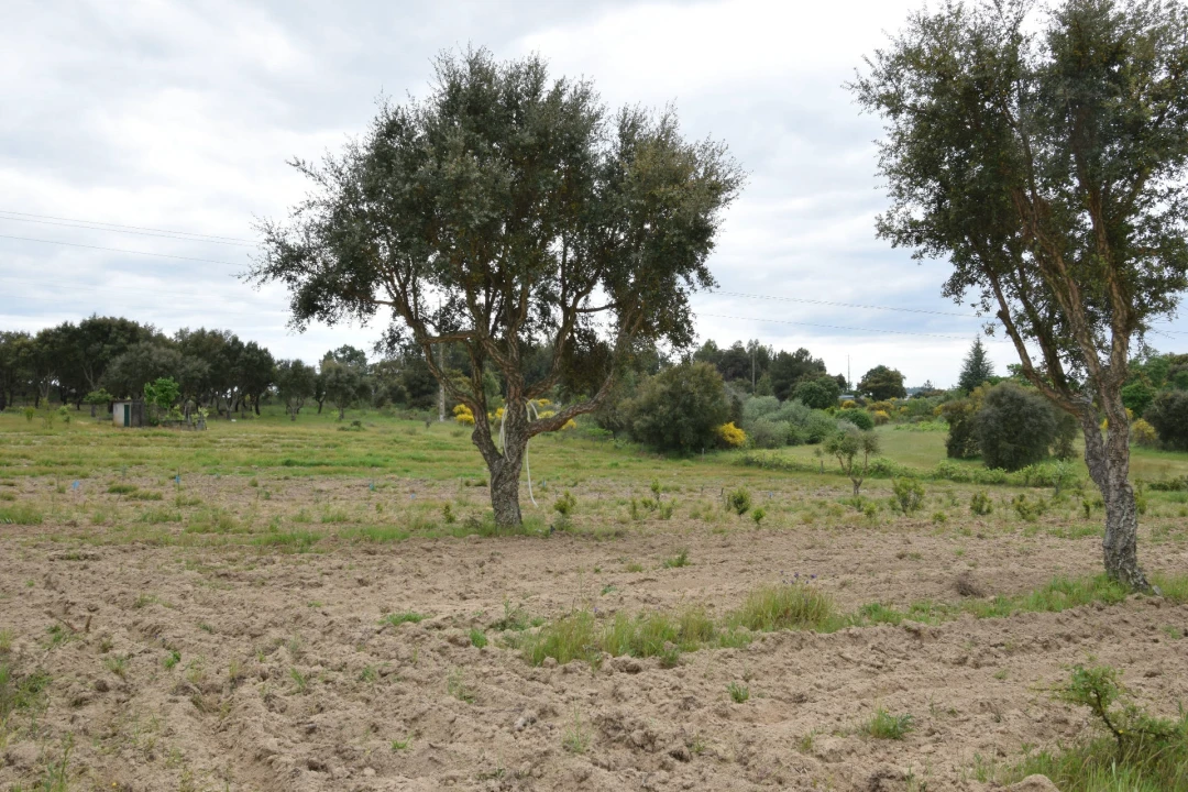 Quinta T0 para Venda em Castelo Branco Foto 16