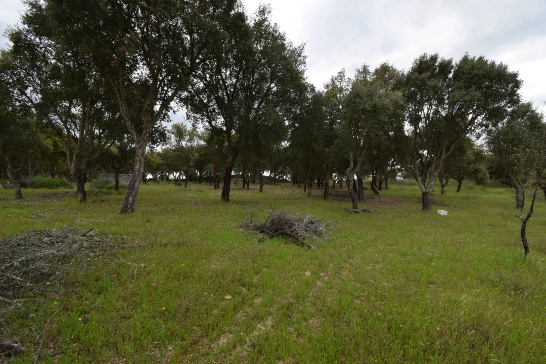 Quinta T0 para Venda em Castelo Branco Foto 25
