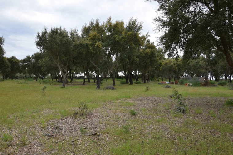 Quinta T0 para Venda em Castelo Branco Foto 24