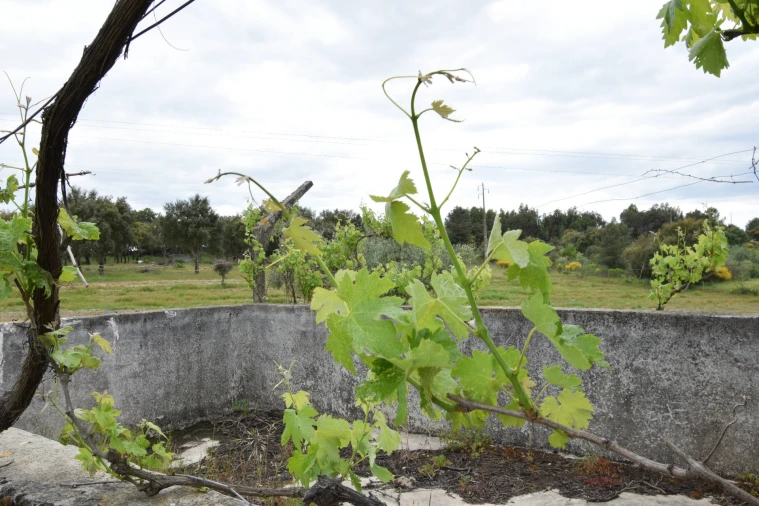 Quinta T0 para Venda em Castelo Branco Foto 17