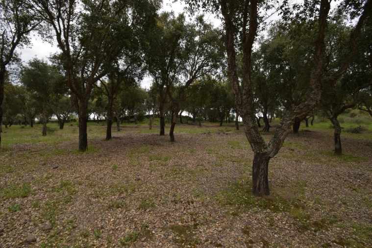 Quinta T0 para Venda em Castelo Branco Foto 27